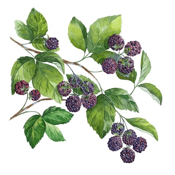 Bramble